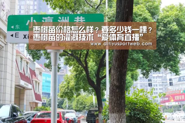 枣树苗价格怎么样?要多少钱一棵?枣树苗的灌溉技术“爱体育直播”(图4) 爱体育App