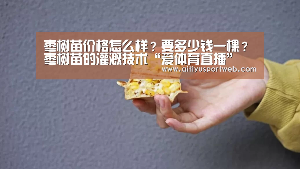 枣树苗价格怎么样?要多少钱一棵?枣树苗的灌溉技术“爱体育直播”(图2) 爱体育直播